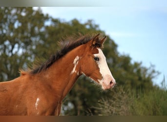 Demi-sang arabe, Jument, Poulain (01/2024), 157 cm, Tobiano-toutes couleurs