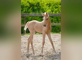 Demi-sang arabe, Jument, Poulain (01/2026), Palomino