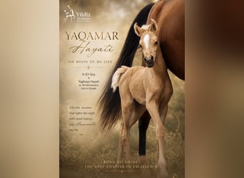 Demi-sang arabe, Jument, Poulain (01/2026), Palomino