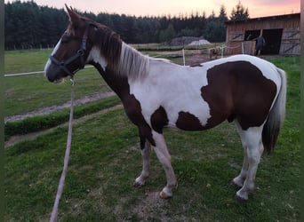 Demi-sang polonais, Étalon, 1 Année, 145 cm, Bai brun foncé