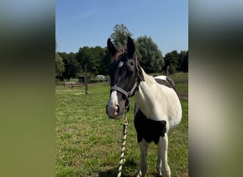 Demi-sang polonais, Étalon, 1 Année, Pinto