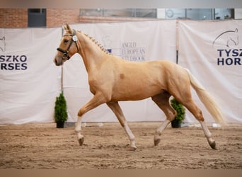 Demi-sang polonais, Étalon, 2 Ans, 165 cm, Palomino