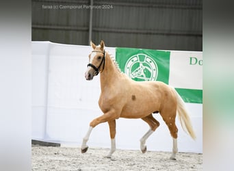 Demi-sang polonais, Étalon, 2 Ans, 165 cm, Palomino