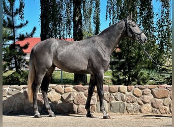 Demi-sang polonais, Étalon, 2 Ans, 170 cm, Gris