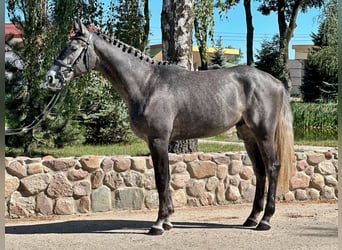 Demi-sang polonais, Étalon, 2 Ans, 170 cm, Gris