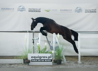 Demi-sang polonais, Étalon, 2 Ans, Bai brun