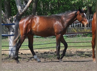 Demi-sang polonais, Étalon, 2 Ans, Bai cerise