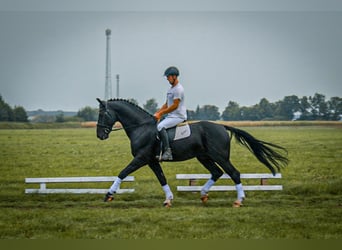 Demi-sang polonais, Étalon, 8 Ans, 167 cm, Noir