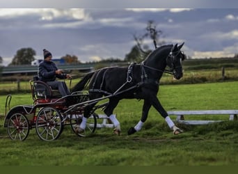 Demi-sang polonais, Étalon, 8 Ans, 167 cm, Noir