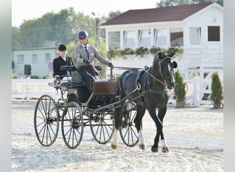 Demi-sang polonais, Étalon, 8 Ans, 167 cm, Noir