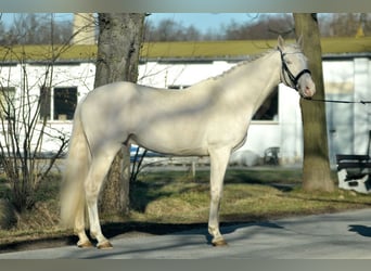 Demi-sang polonais, Étalon, 5 Ans, 170 cm, Cremello