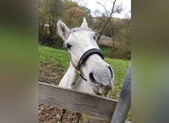 Demi-sang polonais Croisé, Hongre, 10 Ans, 155 cm, Gris