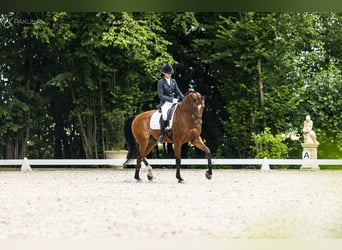 Demi-sang polonais, Hongre, 10 Ans, 167 cm, Bai