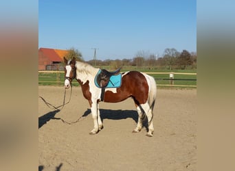 Demi-sang polonais, Hongre, 11 Ans, 160 cm, Pinto