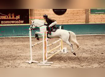 Demi-sang polonais, Hongre, 13 Ans, Gris