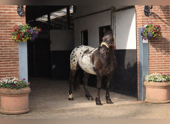 Demi-sang polonais, Hongre, 2 Ans, 159 cm, Léopard
