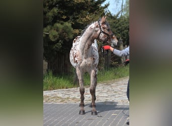 Demi-sang polonais, Hongre, 2 Ans, 164 cm, Léopard