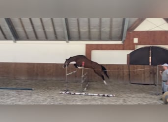 Demi-sang polonais, Hongre, 3 Ans, 164 cm, Bai