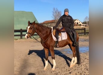 Demi-sang polonais, Hongre, 4 Ans, 160 cm, Bai