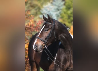 Demi-sang polonais, Hongre, 4 Ans, 168 cm, Pinto