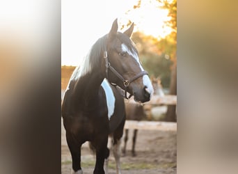Demi-sang polonais, Hongre, 5 Ans, 167 cm, Pinto