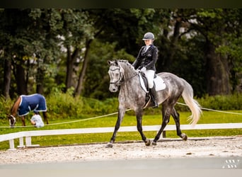 Demi-sang polonais, Hongre, 6 Ans, 167 cm, Gris