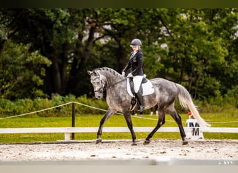 Demi-sang polonais, Hongre, 6 Ans, 167 cm, Gris
