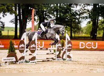 Demi-sang polonais, Hongre, 6 Ans, 167 cm, Gris