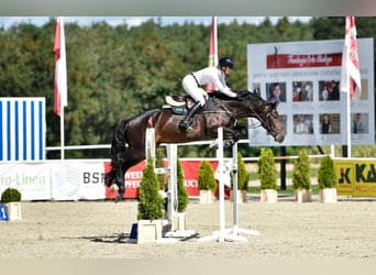 Demi-sang polonais, Hongre, 6 Ans, 167 cm, Noir