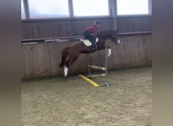 Demi-sang polonais, Hongre, 7 Ans, 161 cm, Alezan