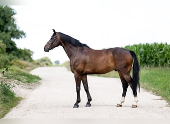 Demi-sang polonais, Hongre, 7 Ans, 165 cm, Bai brun foncé