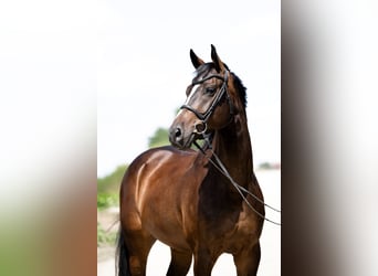 Demi-sang polonais, Hongre, 7 Ans, 165 cm, Bai brun foncé