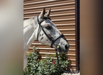 Demi-sang polonais, Hongre, 7 Ans, 167 cm, Léopard