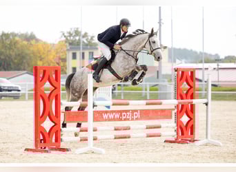 Demi-sang polonais, Hongre, 7 Ans, 168 cm, Gris