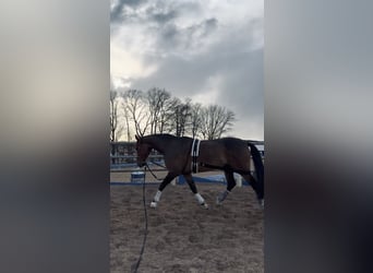 Demi-sang polonais, Hongre, 7 Ans, 176 cm, Bai