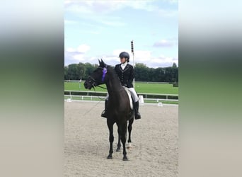 Demi-sang polonais, Hongre, 8 Ans, 166 cm, Noir