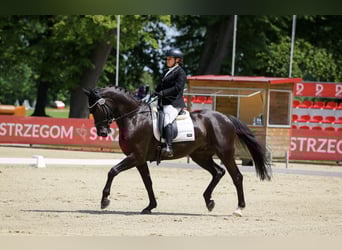 Demi-sang polonais, Hongre, 8 Ans, 166 cm, Noir