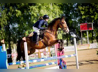 Demi-sang polonais, Hongre, 8 Ans, 173 cm, Bai