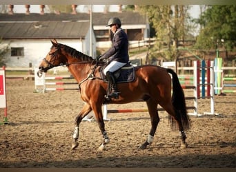 Demi-sang polonais, Hongre, 8 Ans, 175 cm, Bai