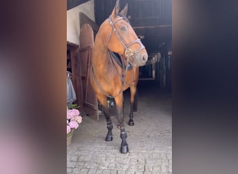 Demi-sang polonais, Hongre, 8 Ans, Bai cerise