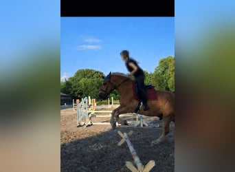 Demi-sang polonais Croisé, Hongre, 9 Ans, 158 cm, Alezan