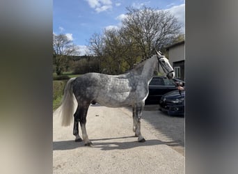 Demi-sang polonais, Hongre, 9 Ans, 163 cm, Gris pommelé