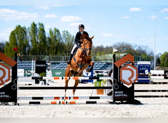 Demi-sang polonais, Hongre, 9 Ans, 175 cm, Alezan