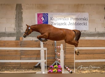 Demi-sang polonais, Jument, 11 Ans, 163 cm, Alezan brûlé