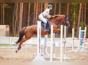 Demi-sang polonais, Jument, 11 Ans, 163 cm, Alezan brûlé