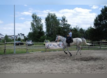 Demi-sang polonais, Jument, 11 Ans, 175 cm, Gris