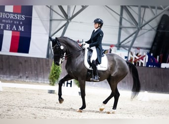 Demi-sang polonais, Jument, 13 Ans, 171 cm, Noir