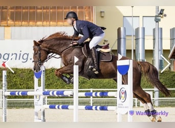 Demi-sang polonais, Jument, 14 Ans, 165 cm, Alezan