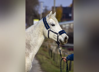 Demi-sang polonais, Jument, 17 Ans, 160 cm, Gris