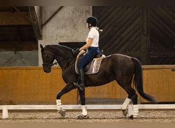 Demi-sang polonais, Jument, 17 Ans, 165 cm, Noir